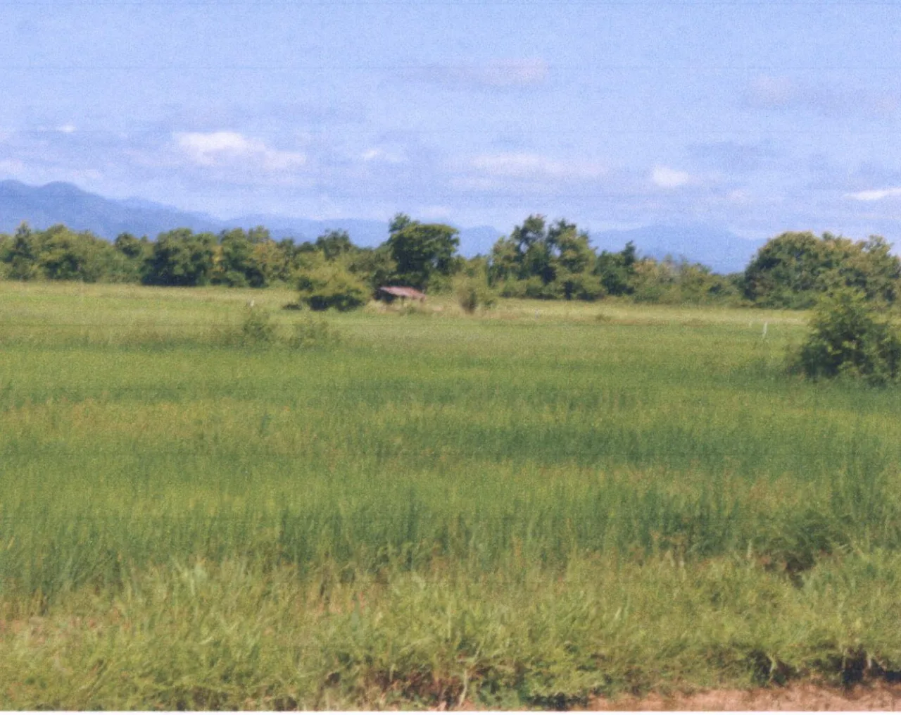 ขายทอดตลาด ที่ดินว่างเปล่า ต.เหมืองหม้อ อ.เมืองแพร่ จ.แพร่
