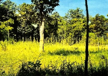 ขายทอดตลาด ที่ดินว่างเปล่า ต.ขามเรียน อ.ยางสีสุราช จ.มหาสารคาม