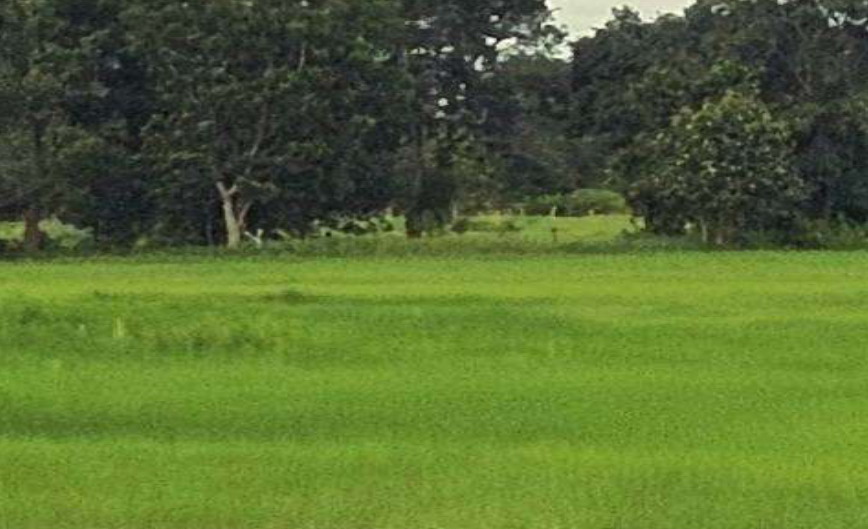 ขายทอดตลาด ที่ดินว่างเปล่า จ.มหาสารคาม