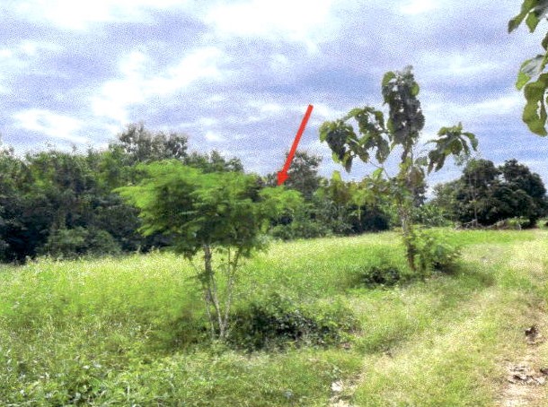 ขายทอดตลาด ที่ดินว่างเปล่า ต.หนองม่วงไข่ อ.หนองม่วงไข่ จ.แพร่