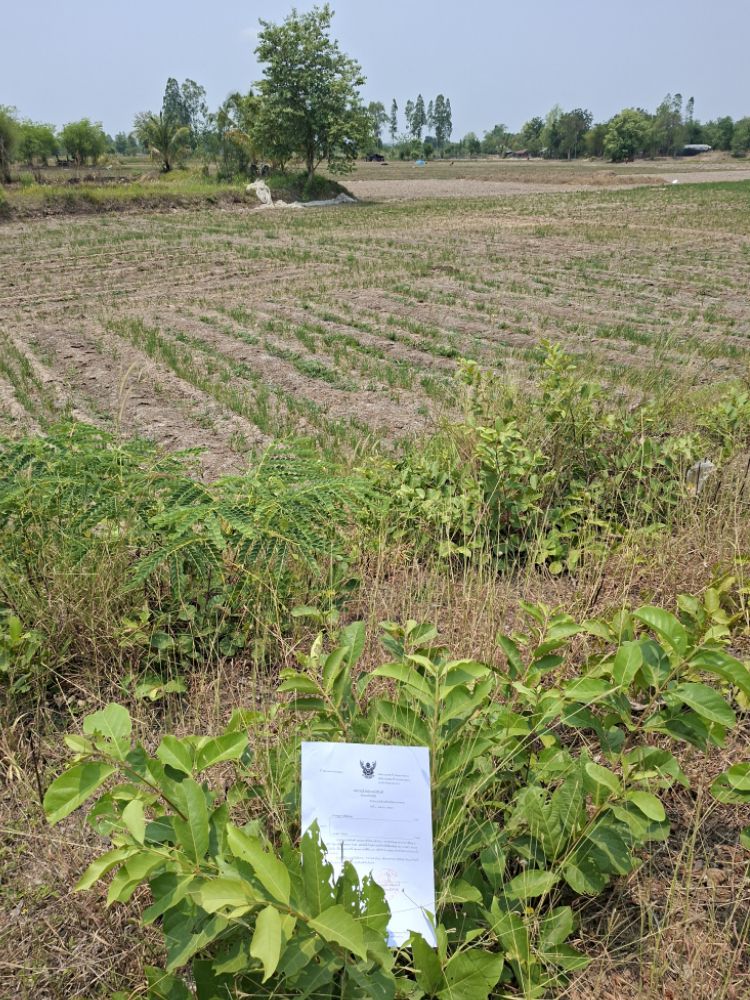ขายทอดตลาด ที่ดินว่างเปล่า จ.มหาสารคาม
