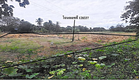 ขายทอดตลาด ที่ดินว่างเปล่า ต.ท่าพล อ.เมืองเพชรบูรณ์ จ.เพชรบูรณ์