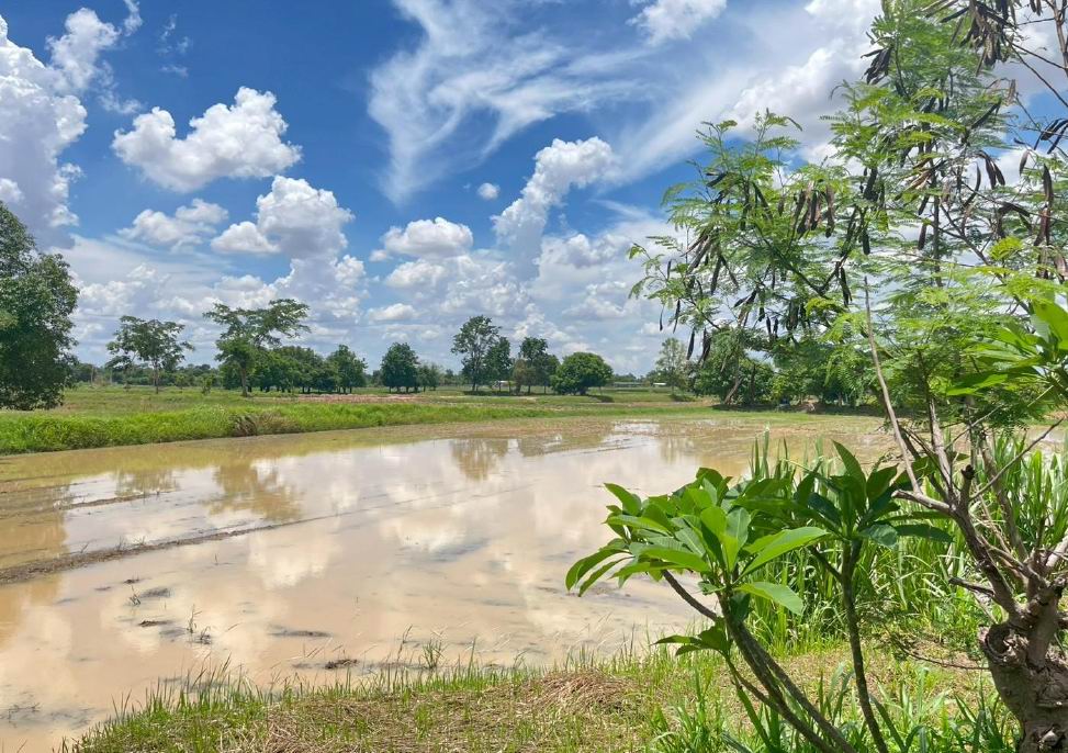 ขายทอดตลาด ที่ดินว่างเปล่า จ.มหาสารคาม