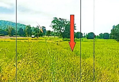 ขายทอดตลาด ที่ดินว่างเปล่า ต.ผาเสวย อ.สมเด็จ จ.กาฬสินธุ์