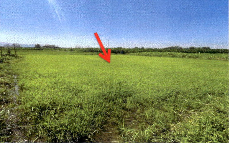 ขายทอดตลาด ที่ดินว่างเปล่า ต.ป่าแดง อ.เมืองแพร่ จ.แพร่