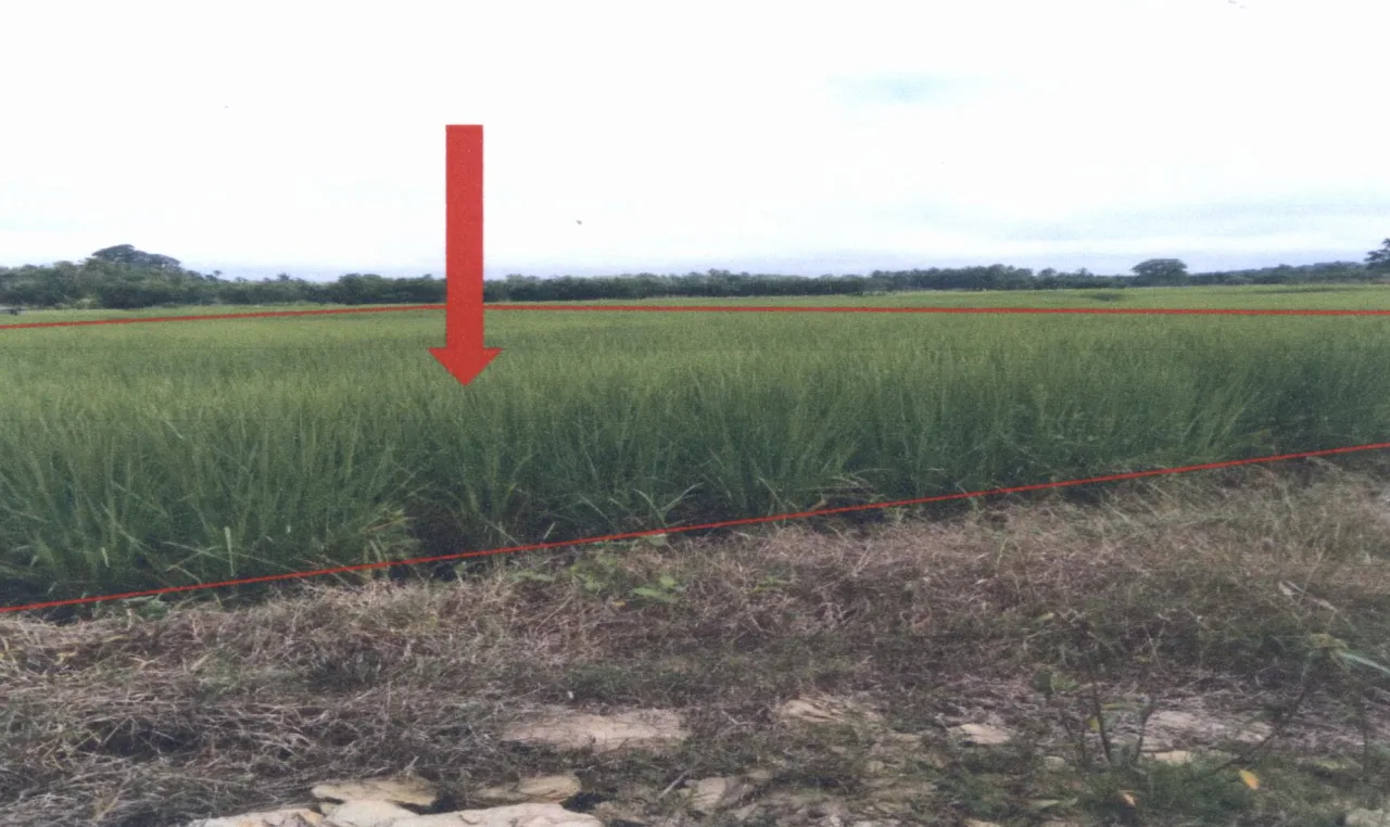ขายทอดตลาด ที่ดินว่างเปล่า ต.ช่อแฮ อ.เมืองแพร่ จ.แพร่