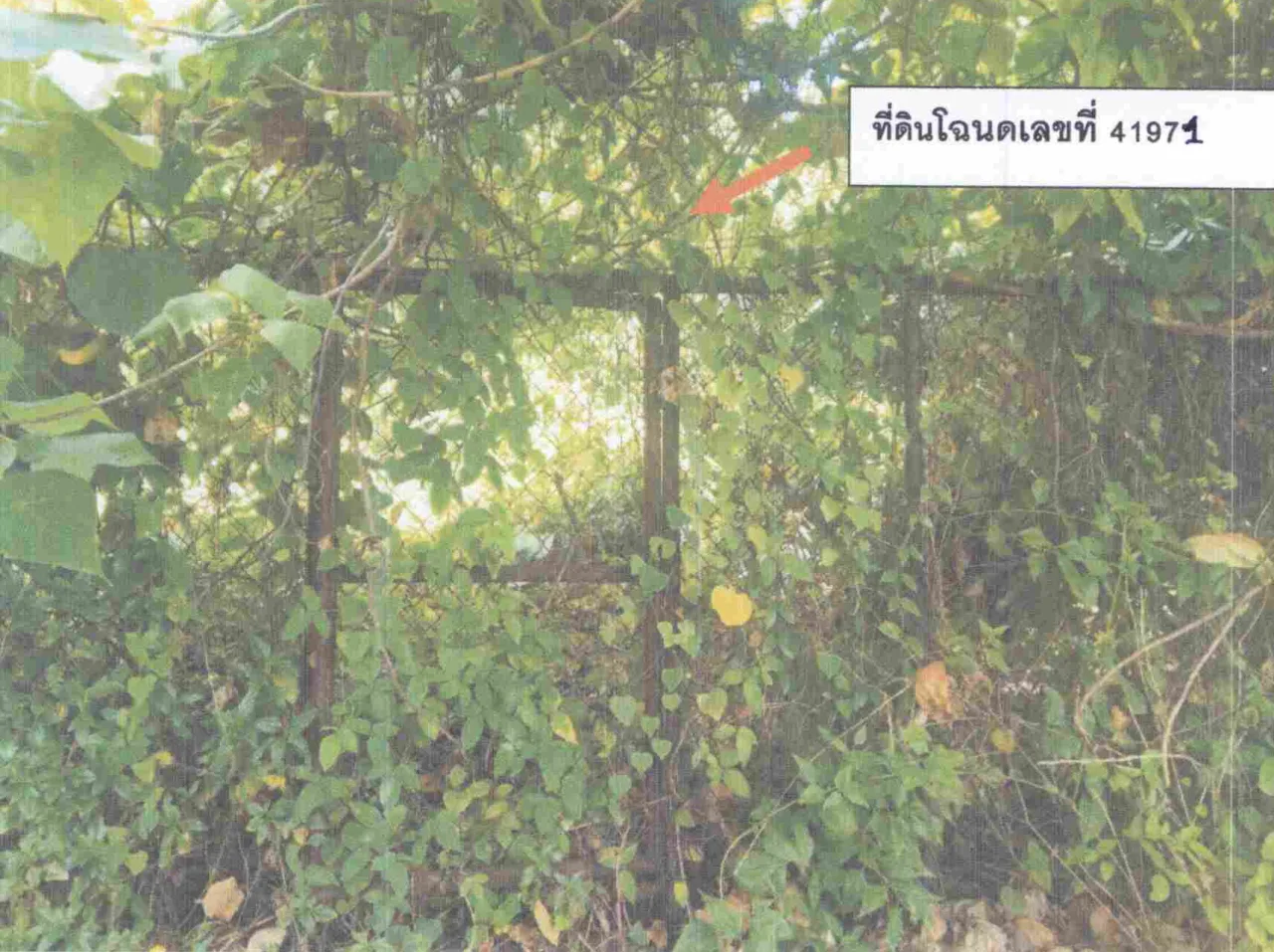 ขายทอดตลาด ที่ดินว่างเปล่า ต.เชิงทะเล อ.ถลาง จ.ภูเก็ต