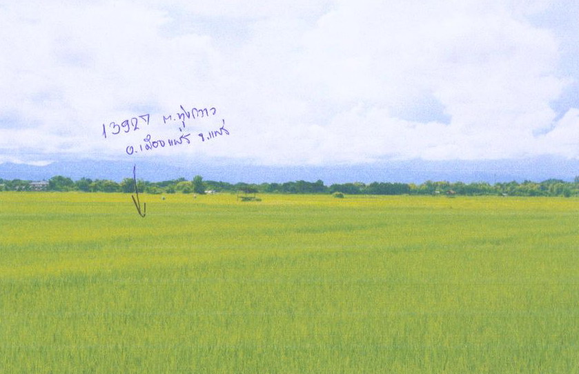 ขายทอดตลาด ที่ดินว่างเปล่า ต.ทุ่งกวาว อ.เมืองแพร่ จ.แพร่