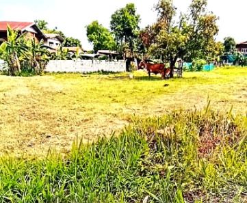 ขายทอดตลาด ที่ดินว่างเปล่า ต.ศรีสุข อ.กันทรวิชัย จ.มหาสารคาม