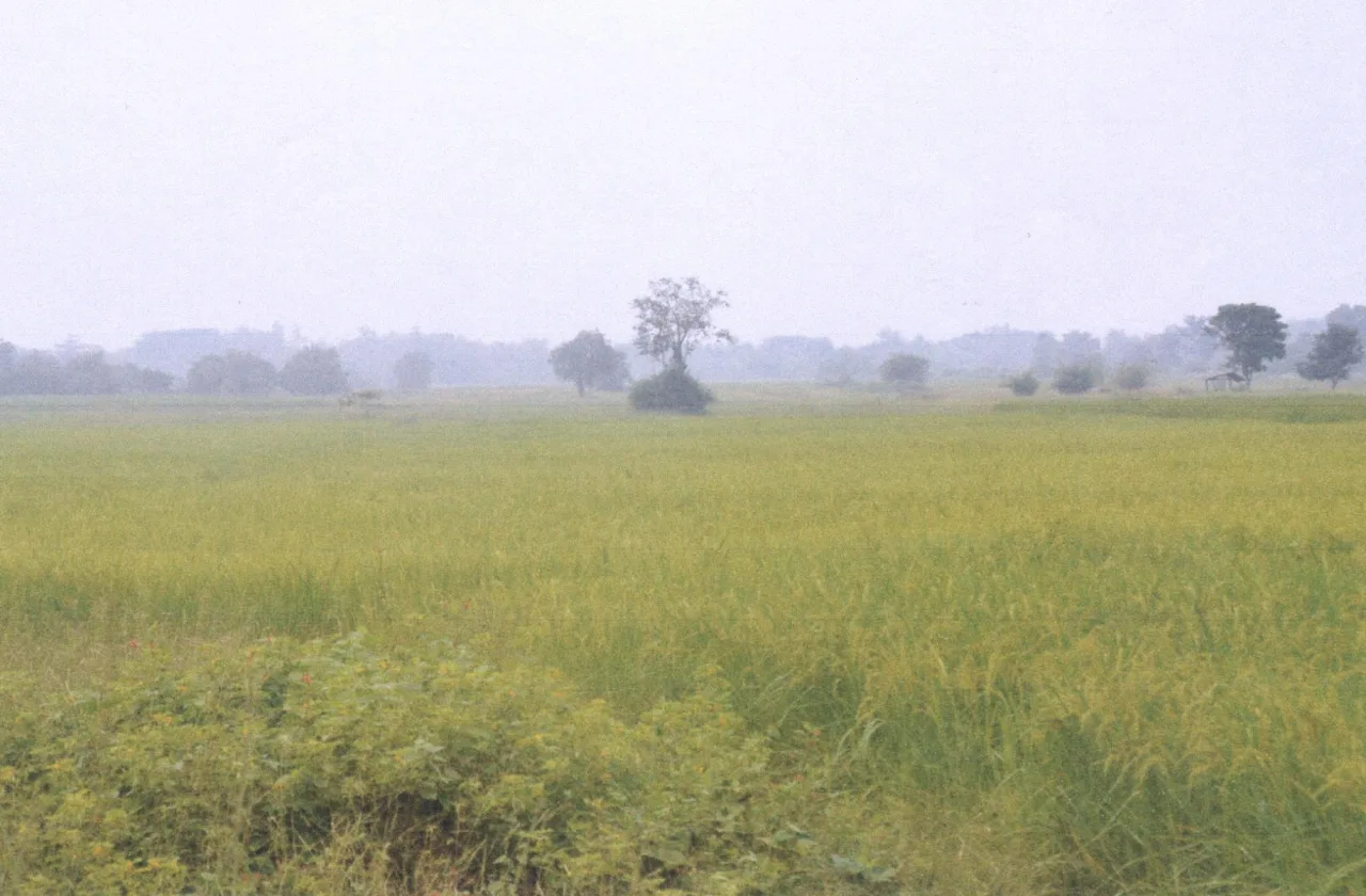 ขายทอดตลาด ที่ดินว่างเปล่า ต.เหมืองหม้อ อ.เมืองแพร่ จ.แพร่
