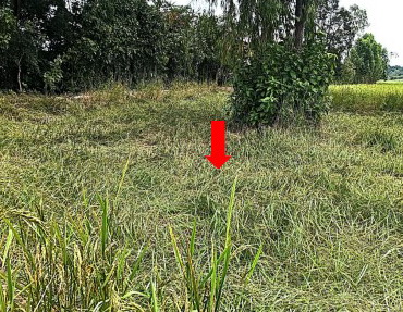 ขายทอดตลาด ที่ดินว่างเปล่า ต.ศรีสมเด็จ อ.สมเด็จ จ.กาฬสินธุ์