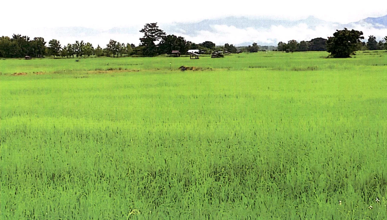 ขายทอดตลาด ที่ดินว่างเปล่า ต.สูงเม่น อ.สูงเม่น จ.แพร่