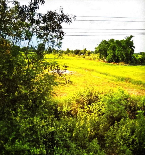 ขายทอดตลาด ที่ดินว่างเปล่า ต.นาโพธิ์ อ.กุดรัง จ.มหาสารคาม