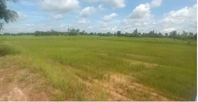ขายทอดตลาด ที่ดินว่างเปล่า ต.ศรีสุข อ.กันทรวิชัย จ.มหาสารคาม