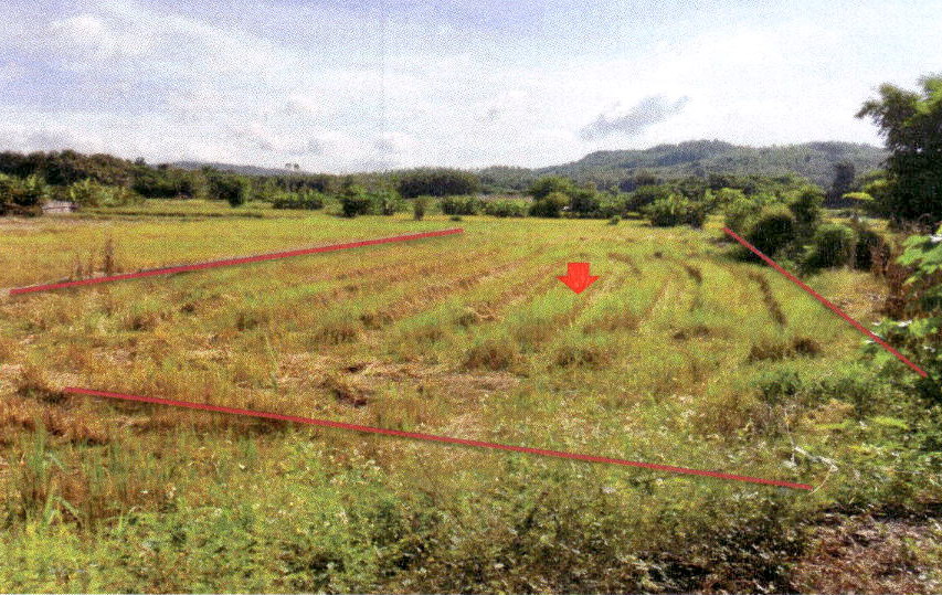 ขายทอดตลาด ที่ดินว่างเปล่า ต.เตาปูน อ.สอง จ.แพร่