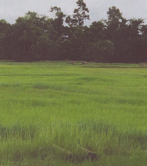 ขายทอดตลาด ที่ดินว่างเปล่า ต.ชะโนดน้อย อ.ดงหลวง จ.มุกดาหาร