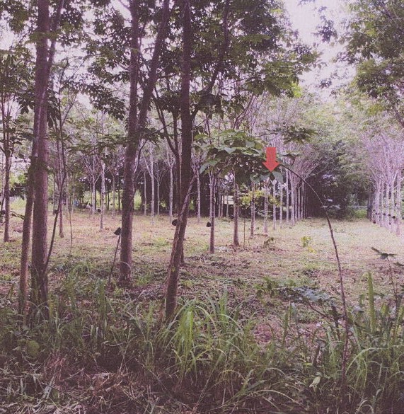ขายทอดตลาด ที่ดินว่างเปล่า จ.มุกดาหาร