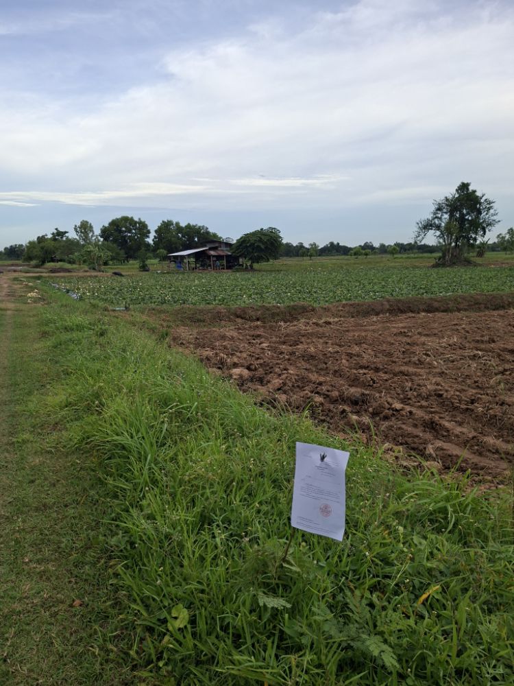 ขายทอดตลาด ที่ดินว่างเปล่า ต.หัวขวาง อ.โกสุมพิสัย จ.มหาสารคาม