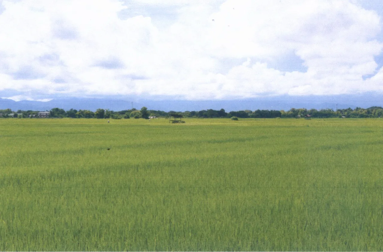 ขายทอดตลาด ที่ดินว่างเปล่า ต.ทุ่งกวาว อ.เมืองแพร่ จ.แพร่
