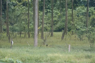รูปทรัพย์ 1