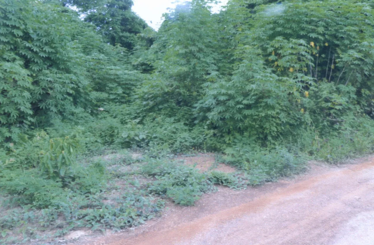 ขายทอดตลาด ที่ดินว่างเปล่า ต.นาพูน อ.วังชิ้น จ.แพร่