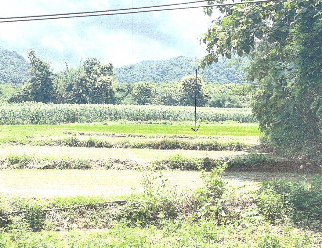 ขายทอดตลาด ที่ดินว่างเปล่า ต.ต้าผามอก อ.ลอง จ.แพร่