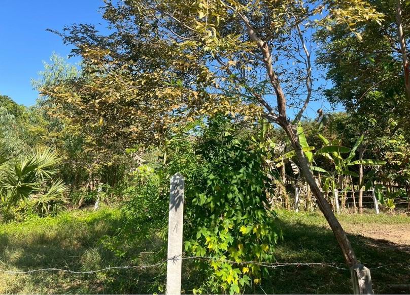 ขายทอดตลาด ที่ดินว่างเปล่า ต.หนองบัวแก้ว อ.พยัคฆภูมิพิสัย จ.มหาสารคาม