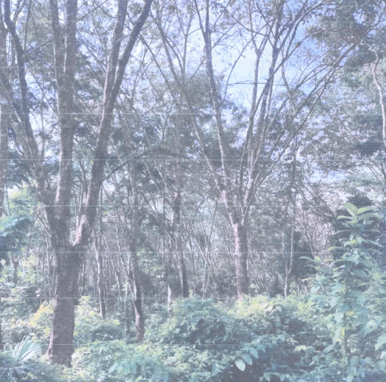 ขายทอดตลาด ที่ดินว่างเปล่า ต.กาตอง อ.ยะหา จ.ยะลา