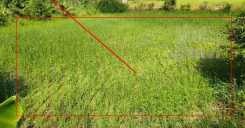 ขายทอดตลาด ที่ดินว่างเปล่า ต.นิเวศน์ อ.ธวัชบุรี จ.ร้อยเอ็ด