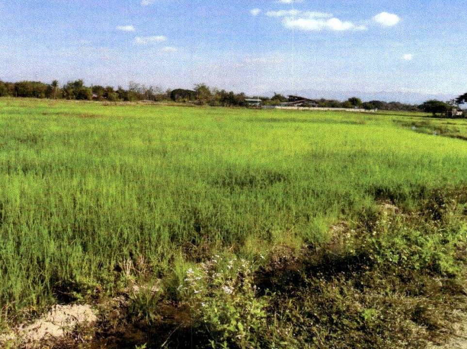 ขายทอดตลาด ที่ดินว่างเปล่า ต.น้ำรัด อ.หนองม่วงไข่ จ.แพร่
