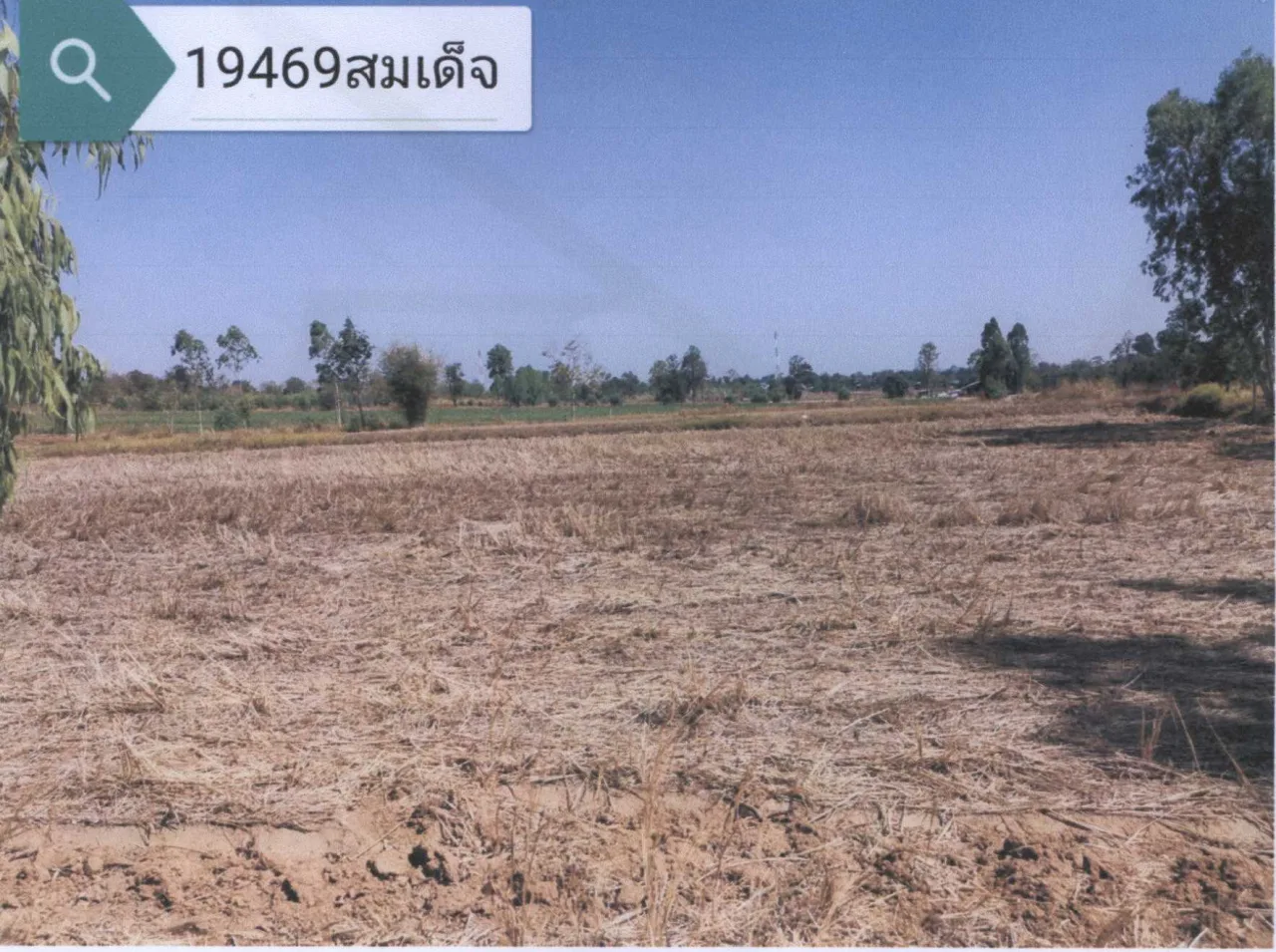 ขายทอดตลาด ที่ดินว่างเปล่า ต.หนองแวง อ.สมเด็จ จ.กาฬสินธุ์