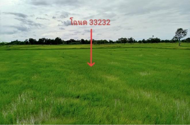 ขายทอดตลาด ที่ดินว่างเปล่า ต.สระบัว อ.ปทุมรัตต์ จ.ร้อยเอ็ด