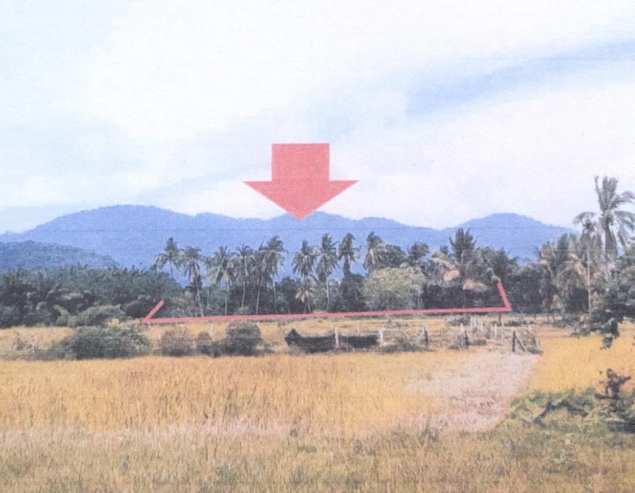 ขายทอดตลาด ที่ดินว่างเปล่า ต.บาโงย อ.รามัน จ.ยะลา