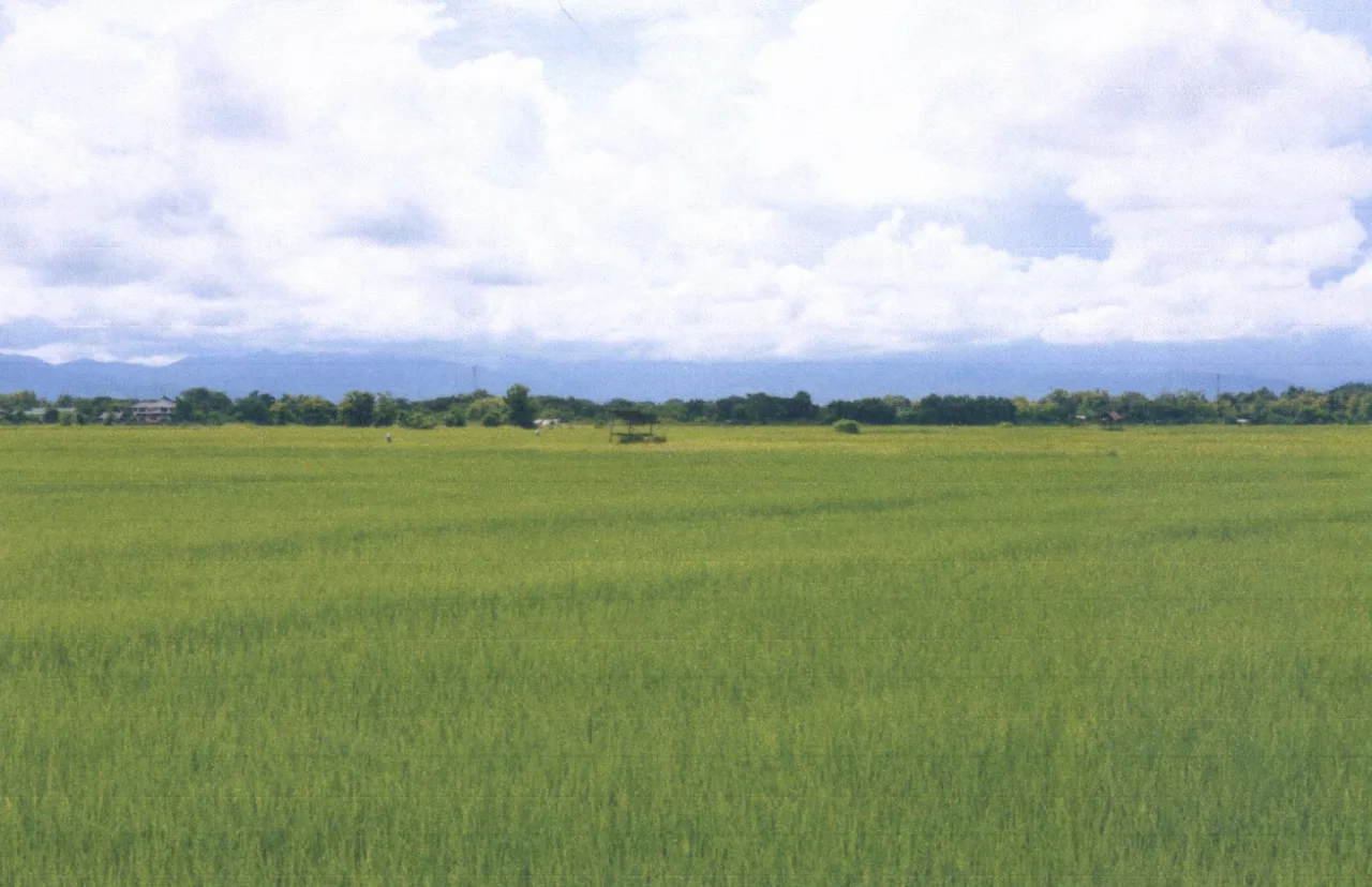 ขายทอดตลาด ที่ดินว่างเปล่า ต.ทุ่งกวาว อ.เมืองแพร่ จ.แพร่