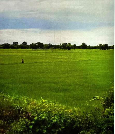 ขายทอดตลาด ที่ดินว่างเปล่า ต.เจ้าท่า อ.กมลาไสย จ.กาฬสินธุ์