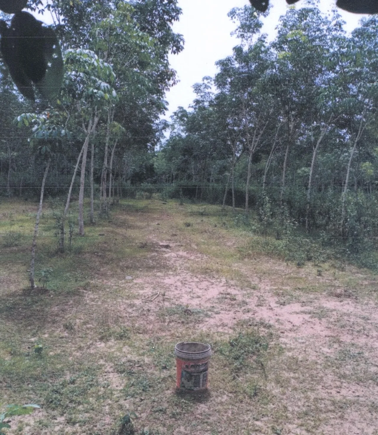 ขายทอดตลาด ที่ดินว่างเปล่า ต.ละแอ อ.ยะหา จ.ยะลา