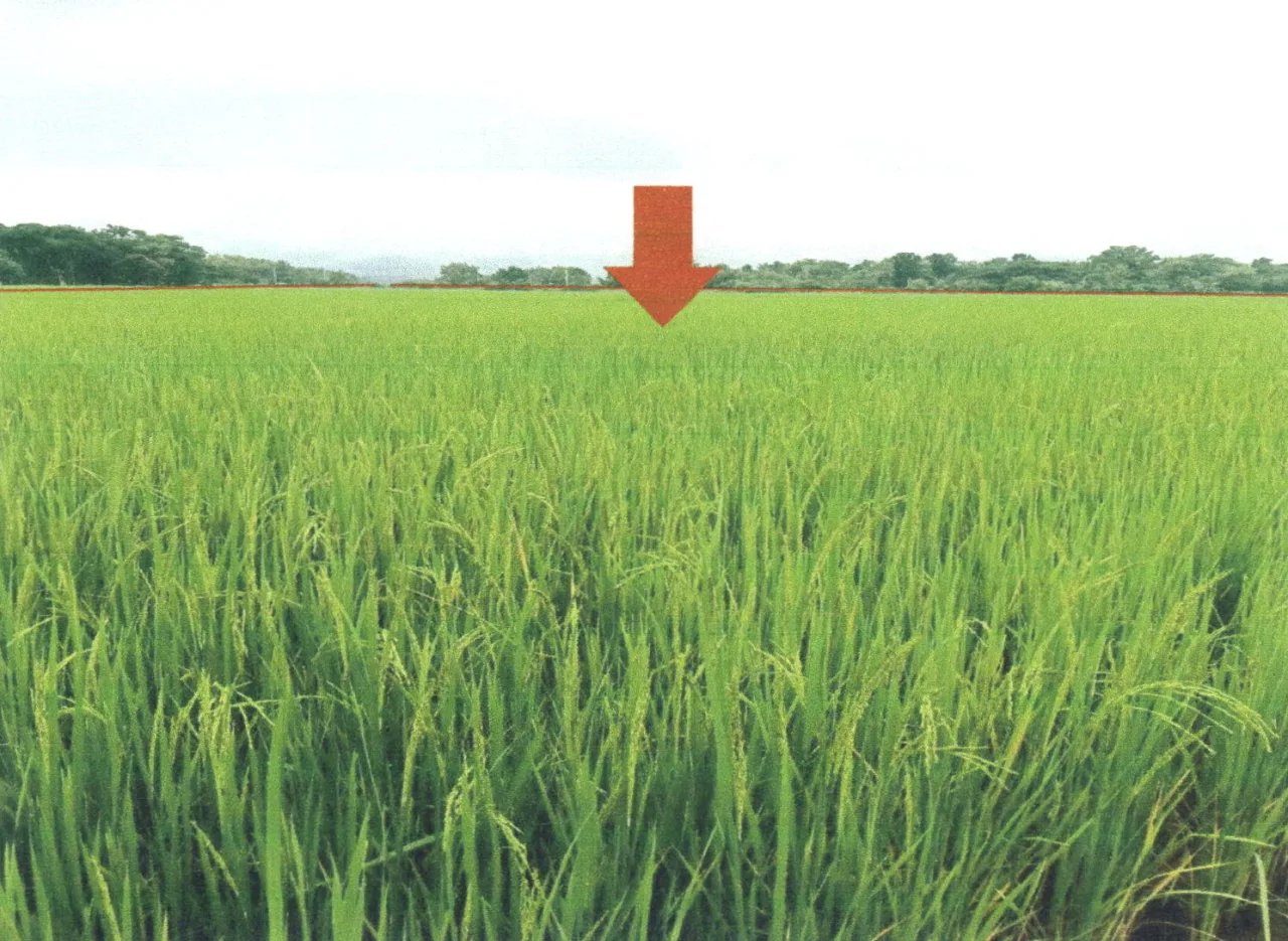 ขายทอดตลาด ที่ดินว่างเปล่า ต.นาจักร อ.เมืองแพร่ จ.แพร่