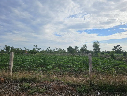 ขายทอดตลาด ที่ดินว่างเปล่า จ.สุราษฎร์ธานี