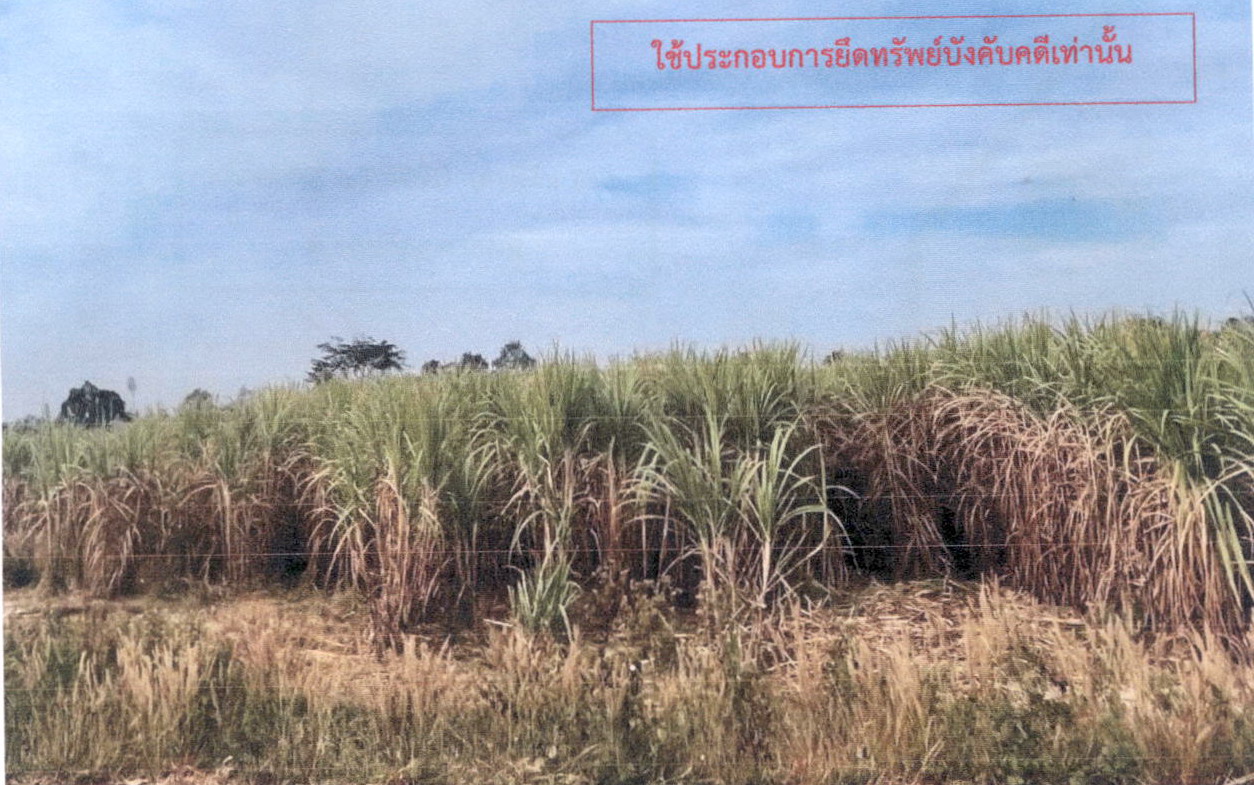 ขายทอดตลาด ที่ดินว่างเปล่า ต.เจริญเมือง อ.พาน จ.เชียงราย