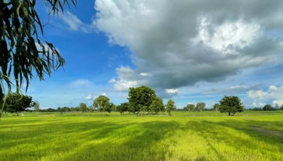 ขายทอดตลาด ที่ดินว่างเปล่า ต.เจ้าท่า อ.กมลาไสย จ.กาฬสินธุ์