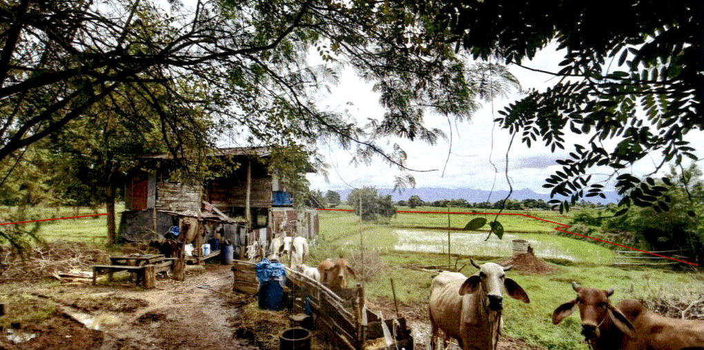 ขายทอดตลาด ที่ดินพร้อมสิ่งปลูกสร้าง ต.ท่าข้าม อ.เมืองแพร่ จ.แพร่