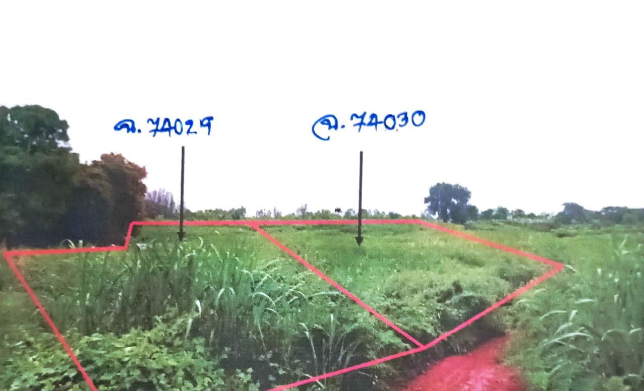 ขายทอดตลาด ที่ดินว่างเปล่า ต.สงเปือย อ.คำเขื่อนแก้ว จ.ยโสธร
