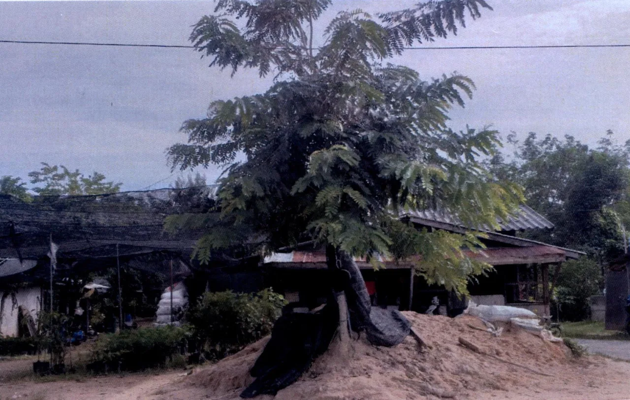 ขายทอดตลาด ที่ดินพร้อมสิ่งปลูกสร้าง ต.เนินงาม อ.รามัน จ.ยะลา