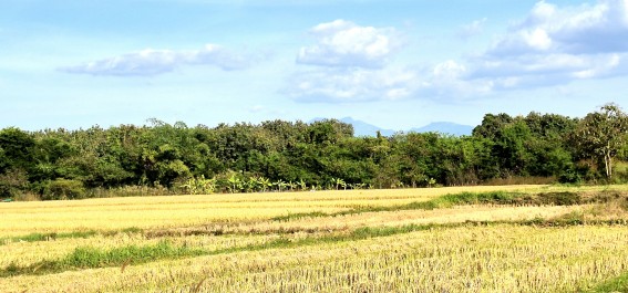 ขายทอดตลาด ที่ดินว่างเปล่า ต.ห้วยม้า อ.เมืองแพร่ จ.แพร่