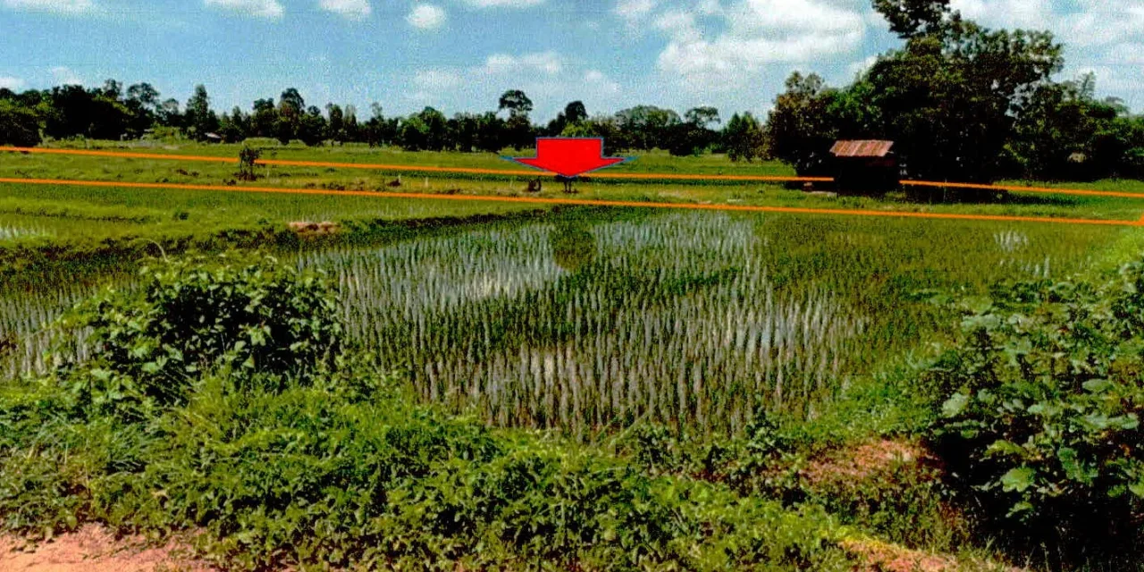 ขายทอดตลาด ที่ดินว่างเปล่า ต.หนองแหน อ.กุดชุม จ.ยโสธร