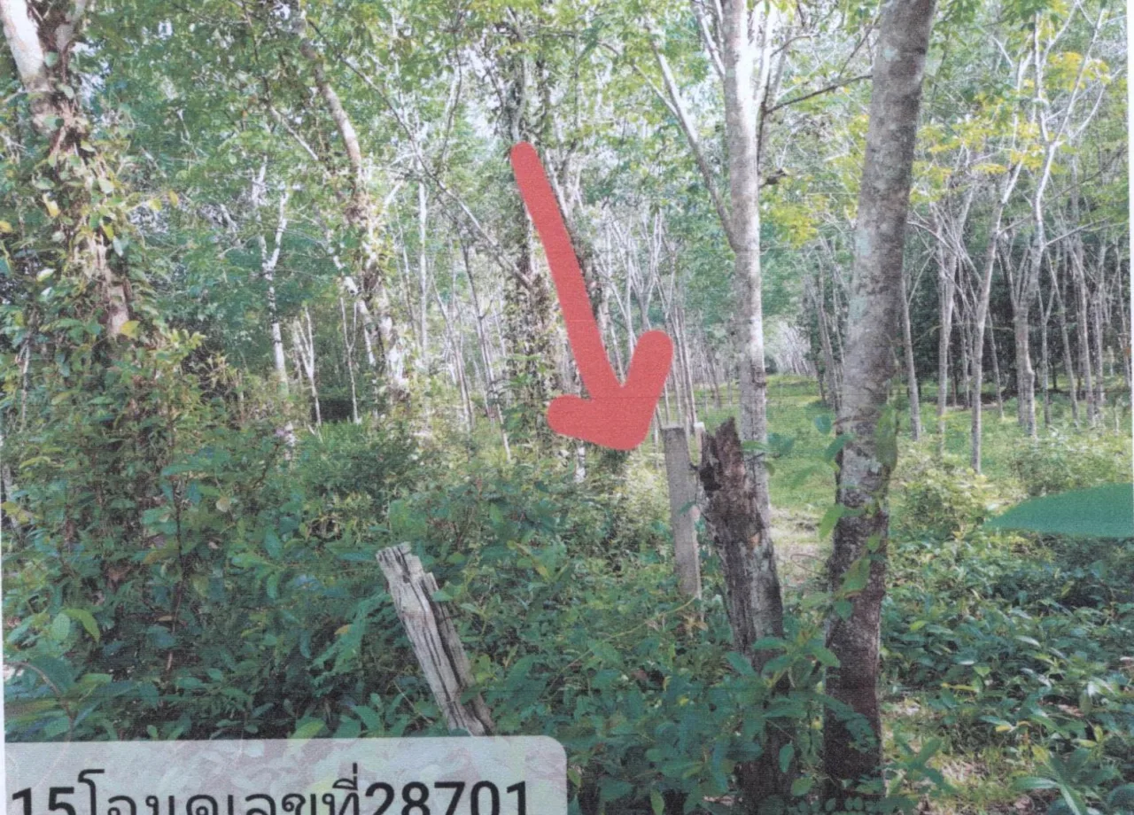 ขายทอดตลาด ที่ดินว่างเปล่า ต.อาซ่อง อ.รามัน จ.ยะลา