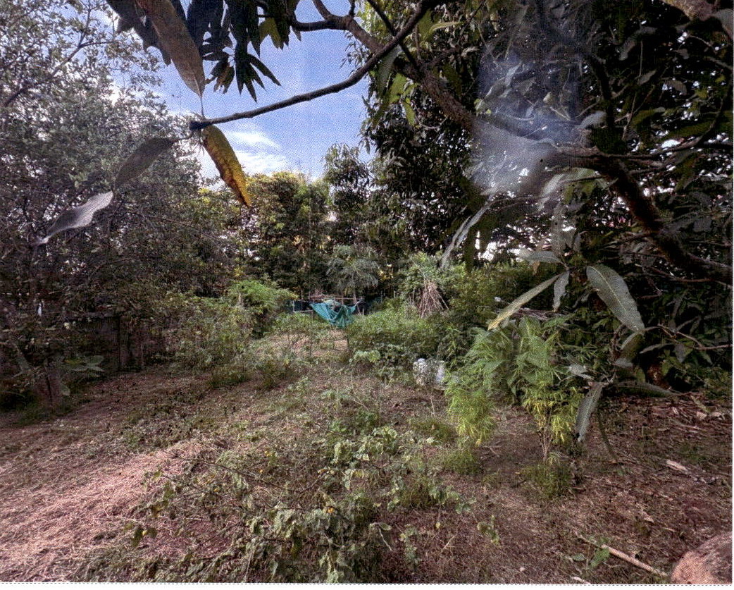 ขายทอดตลาด ที่ดินว่างเปล่า ต.ร่องกาศ อ.สูงเม่น จ.แพร่