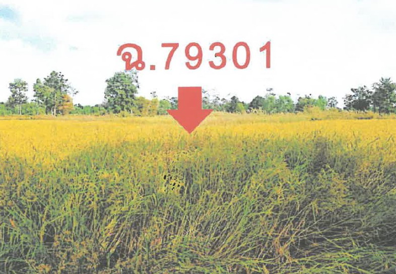 ขายทอดตลาด ที่ดินว่างเปล่า ต.ทุ่งแต้ อ.เมืองยโสธร จ.ยโสธร