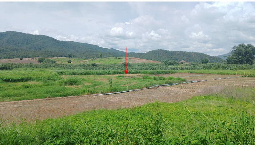 ขายทอดตลาด ที่ดินว่างเปล่า ต.เมืองแปง อ.ปาย จ.แม่ฮ่องสอน