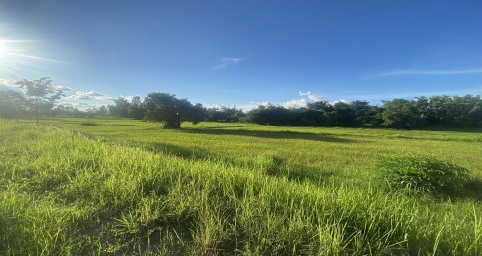 ขายทอดตลาด ที่ดินว่างเปล่า ต.นาเชือก อ.ยางตลาด จ.กาฬสินธุ์